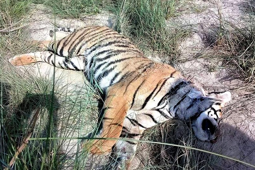 कैलालीमा पाटे बाघ  मृत भेटियो